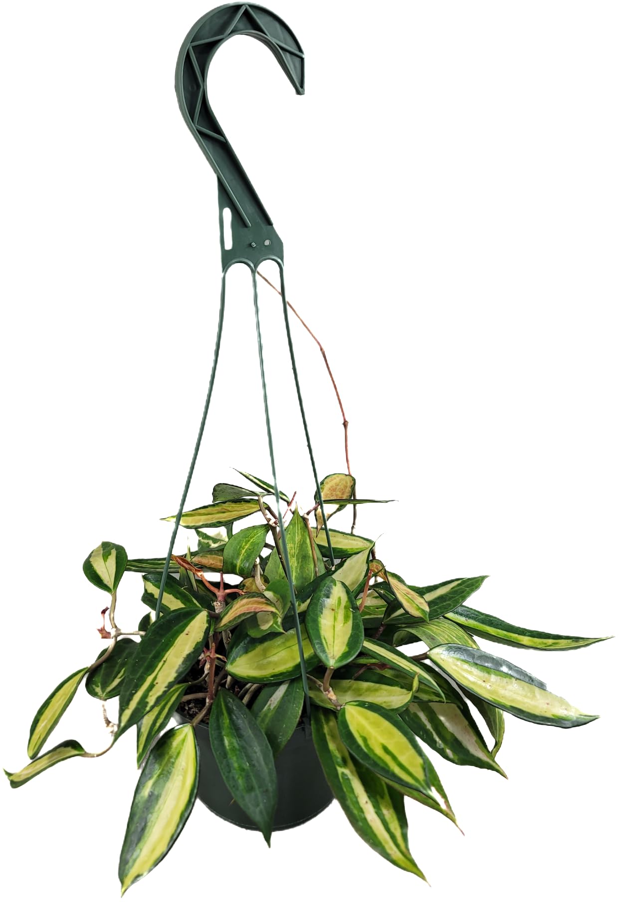 Amazon.com : Hoya Pot of Gold - Inner Variegated Hoya Latifolia